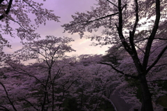 夕暮れの桜