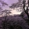 夕暮れの桜