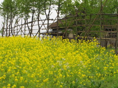 菜の花畑と古民家