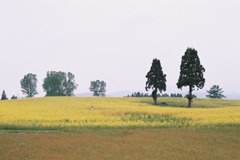 高原の菜の花畑１
