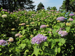 紫陽花畑