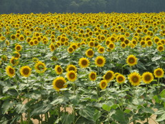 太陽に向って