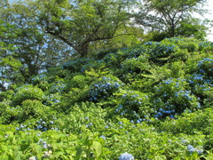 紫陽花の丘