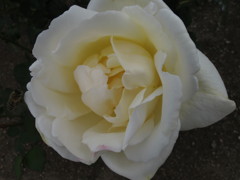 白薔薇とミツバチ