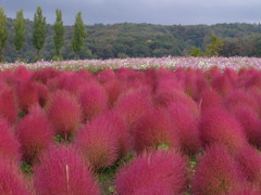 箒草とコスモス