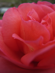 深紅の薔薇