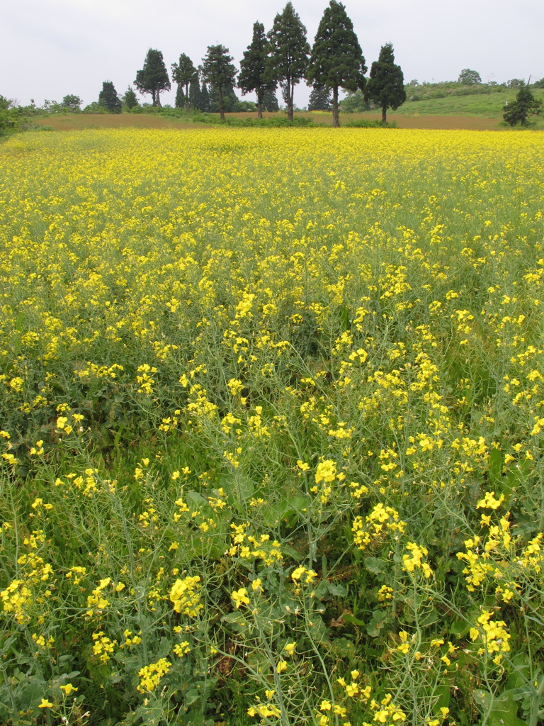 高原の菜の花畑２