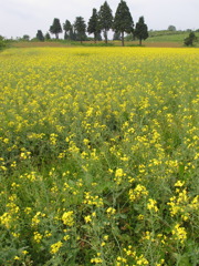高原の菜の花畑２
