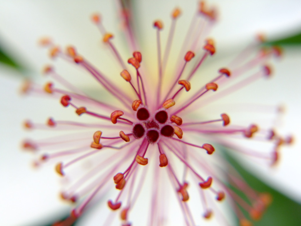 花火