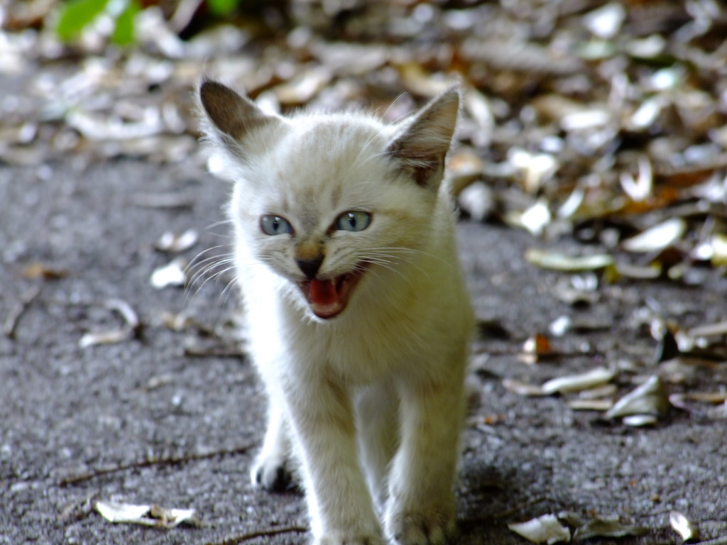 猛獣