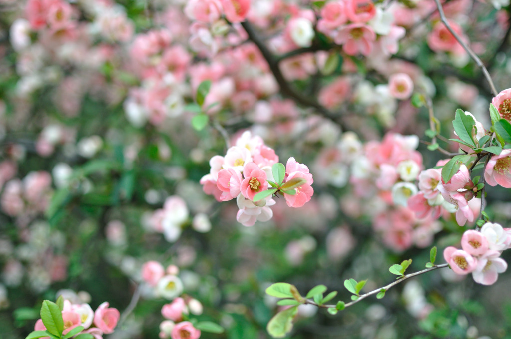ぼけの花