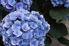 DSCF3679