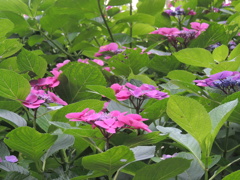 DSCN0523
