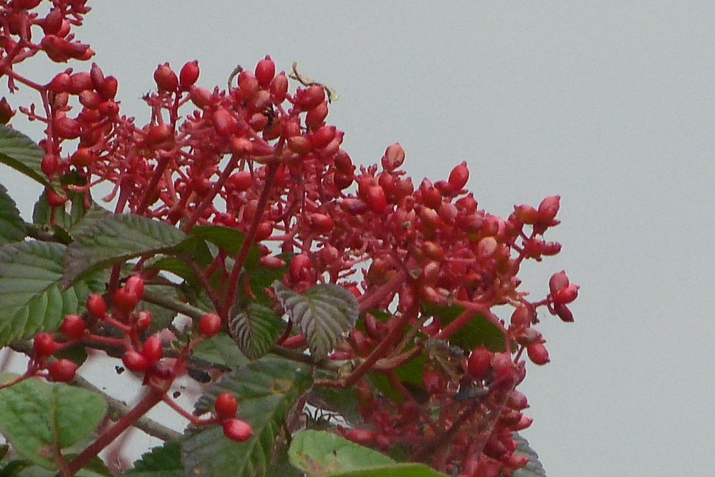 P1020907