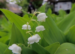 DSCN0177