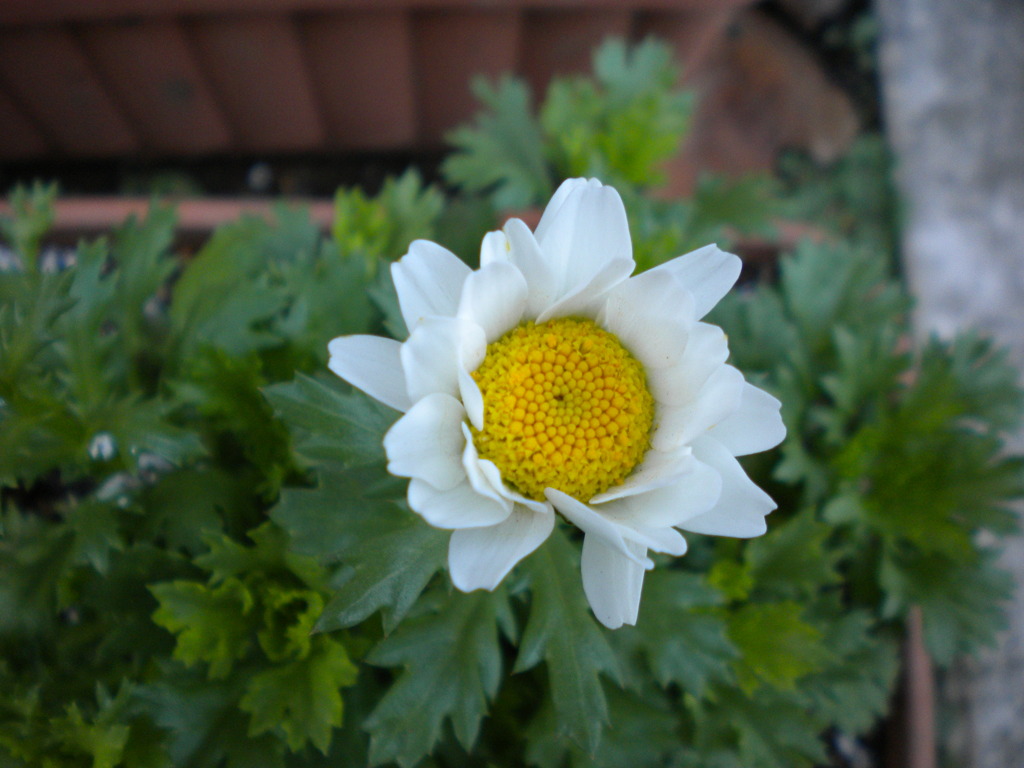 DSCN0071