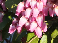 DSCF3113
