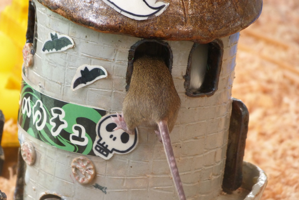 ホラーハウチュ