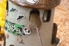 ホラーハウチュ