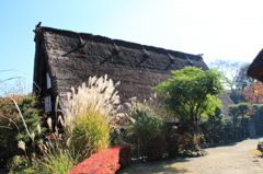 IMG_7239(1)