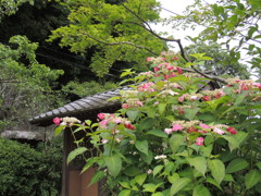 DSCN0529