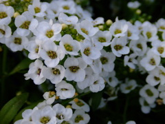 DSCF0041