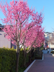 DSCF3106