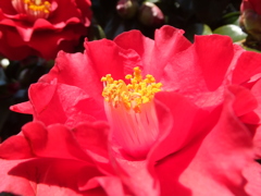 DSCF3130