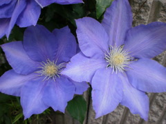 P5010001
