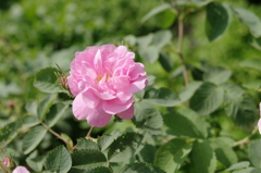 薔薇