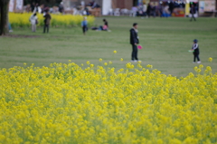 菜の花