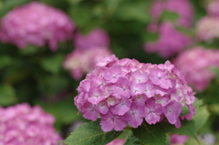紫陽花