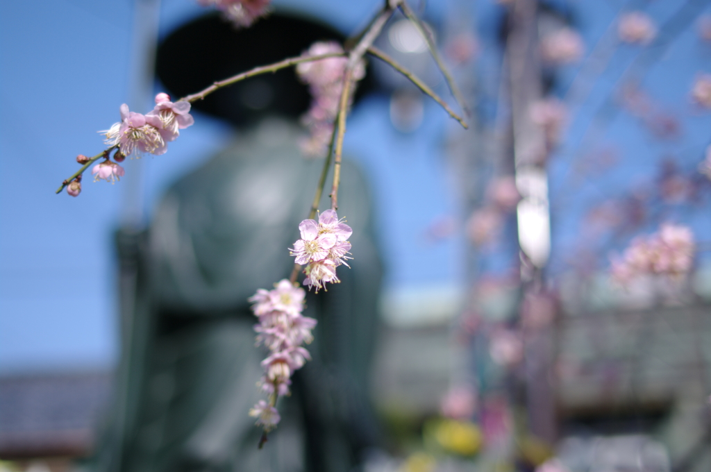 弘法大師様と梅