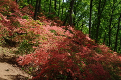 山つつじ