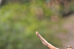 DSC_6939s