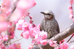 実は食欲