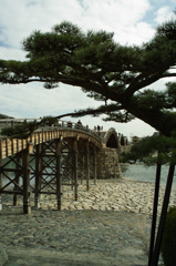 錦帯橋　槍倒しの松