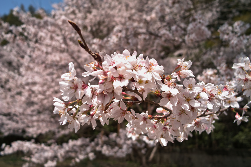 桜手鞠