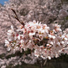 桜手鞠