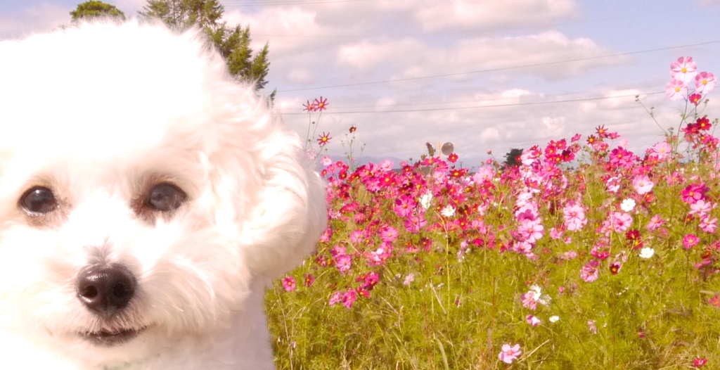 ふわふわんこ