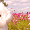ふわふわんこ