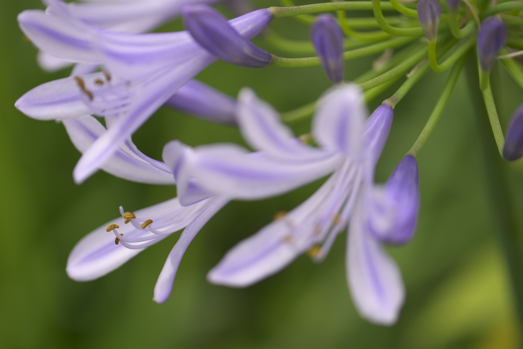 rainy violet2