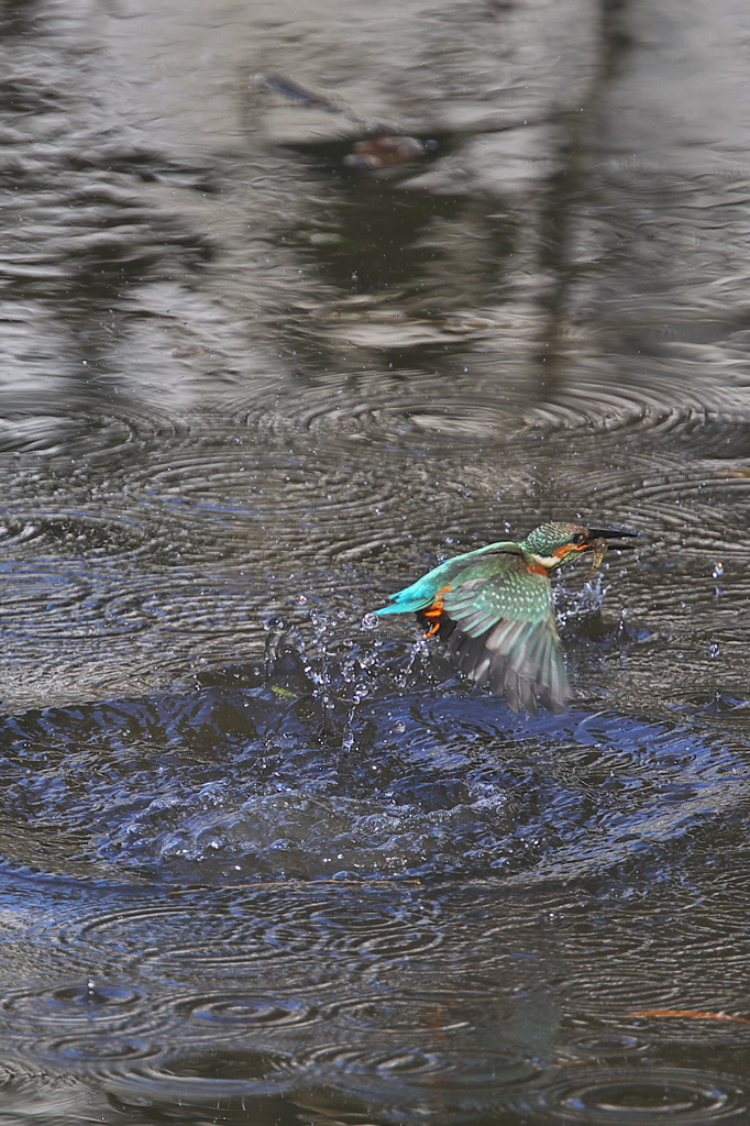 やっぱり楽し４