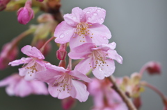 rainy Pink