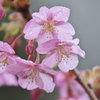rainy Pink