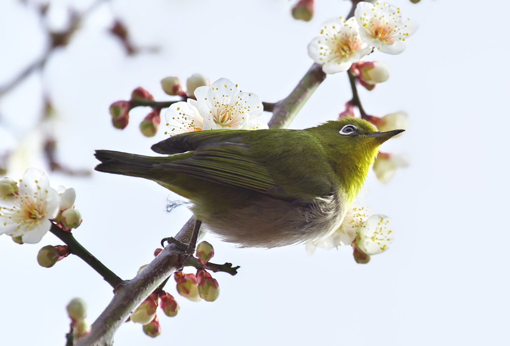 寒いけど春は直ぐそこ