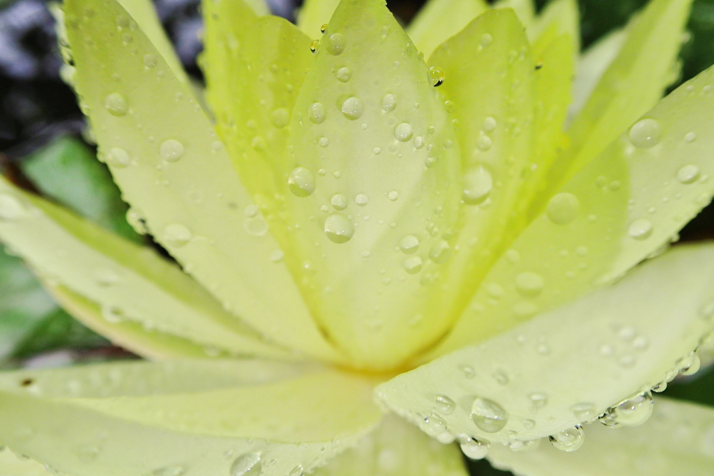 雨に輝く３