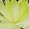 雨に輝く３