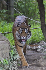 eye of the tiger