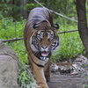 eye of the tiger